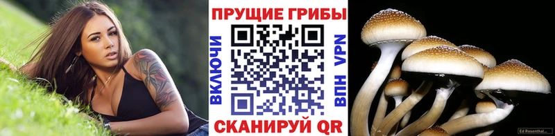 маркетплейс официальный сайт  Светлоград  Галлюциногенные грибы Magic Shrooms 