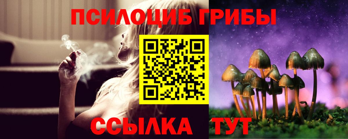 Псилоцибиновые грибы Psilocybe Светлоград